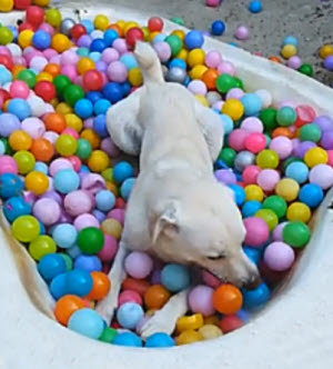 Dog in ball bath
