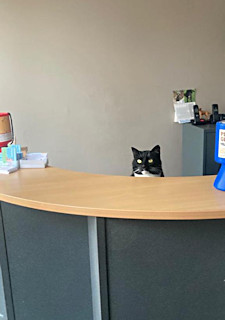 Cat behind reception desk
