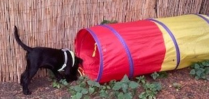 Dog with tunnel