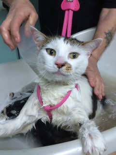 Cat before grooming