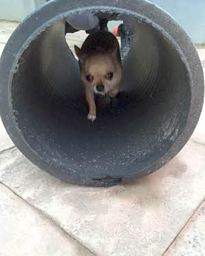 Small dog in tunnel